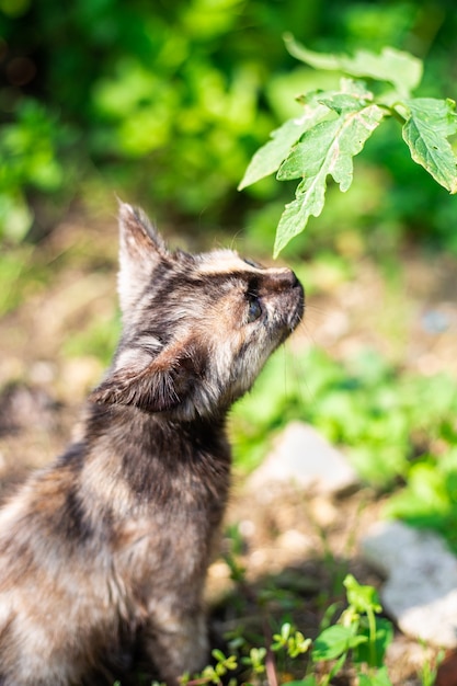 The black spotted kitten learns the world cute pets