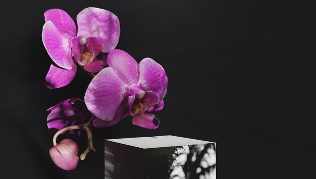 Black square stand for presentations of packaging and cosmetics with delicate orchid flowers in sun