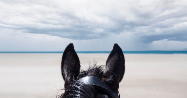 black stallion and woman on the beach