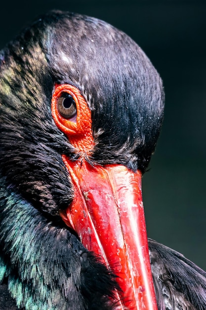 Black stork Bird and birds Birdwatching and photo Wildlife and zoology