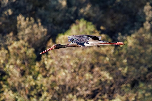 Black stork (Ciconia nigra).