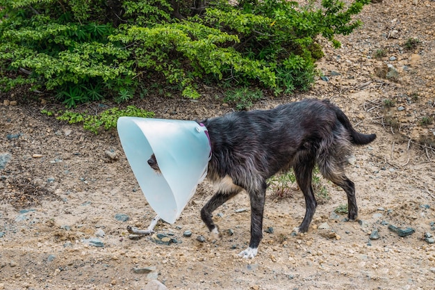 Black stray dog with vet cone.