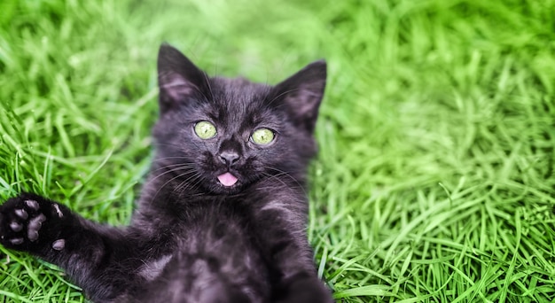 Black surprised kitten looking at the camera on a green grass background Funny animals