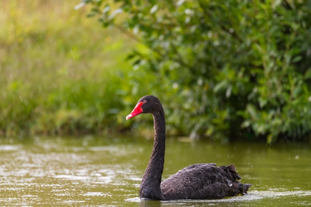 Black Swan Cygnus atratus in the lake is raining