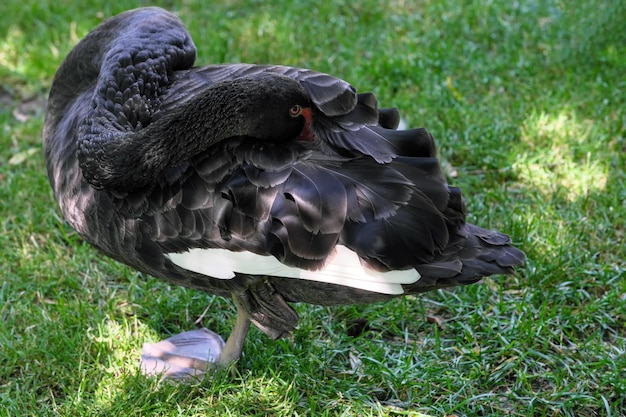 A black swan on a green grassy