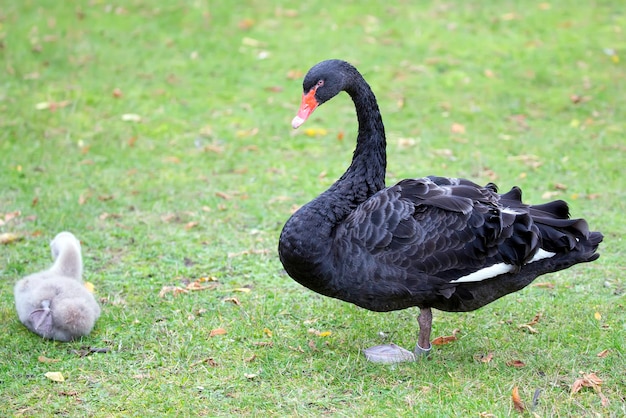 A black swan is standing on the grass.