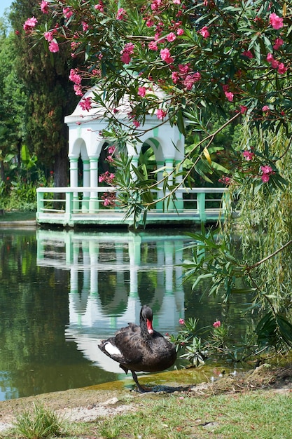 Black swan on pond