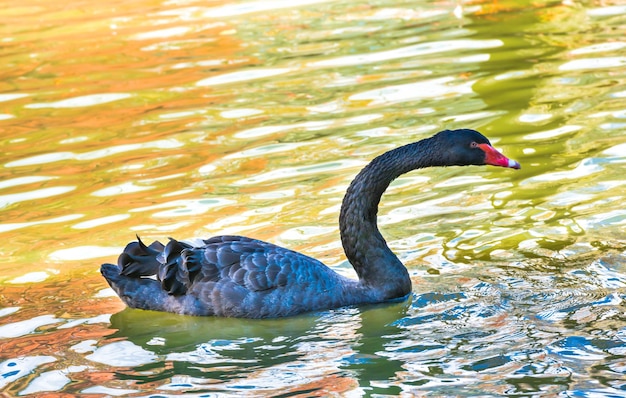 Black swan swimming in green water of city pond