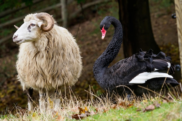 Black swan and wallachian sheep