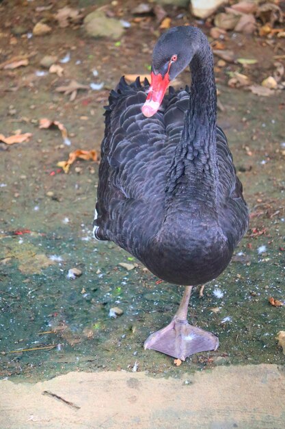 A black swan with a red beak and a red beak walks on the ground.