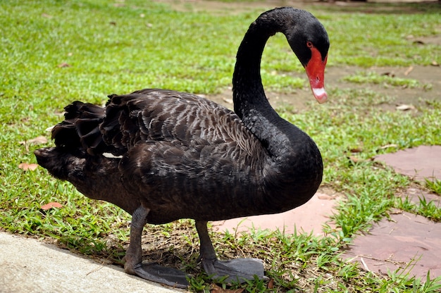 black swan