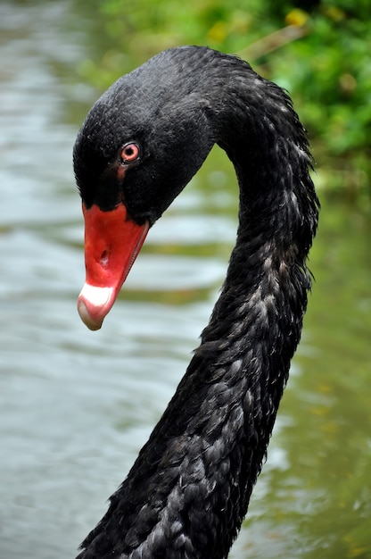 Black Swan