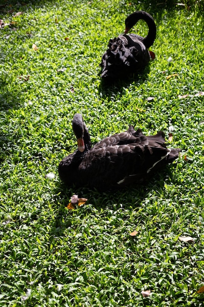 Black swans in the park