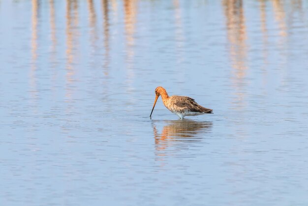 Black Tailed Godwit (Limosa limosa) Wader Bird Foraging