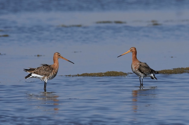 Black-tailed godwit (Limosa limosa)