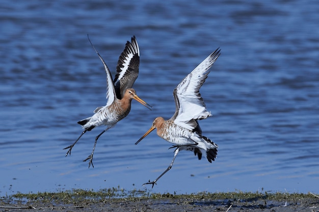 Black-tailed godwit (Limosa limosa)