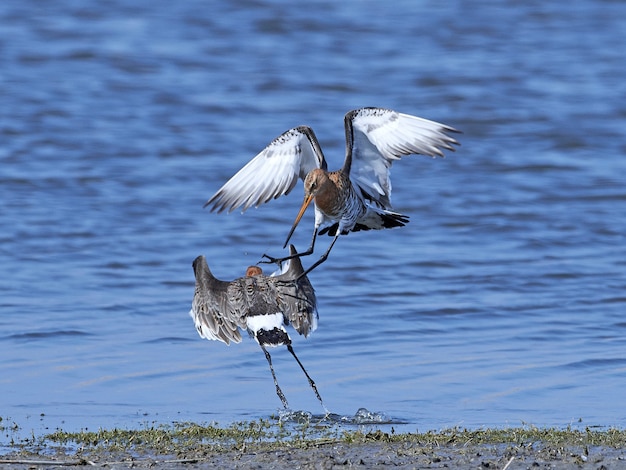 Black-tailed godwit (Limosa limosa)