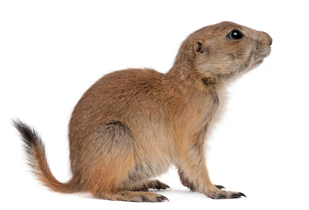 Black-tailed prairie dog, Cynomys ludovicianus, sitting on white isolated