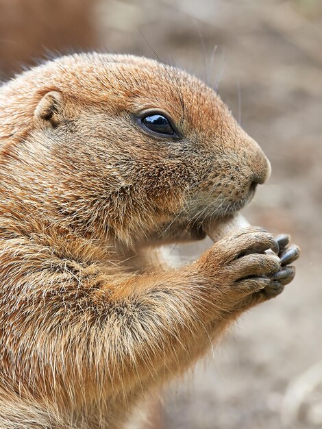 Photo black tailed prairie dog cynomys ludovicianus