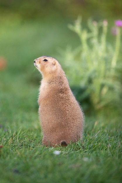 Photo black tailed prairie dog