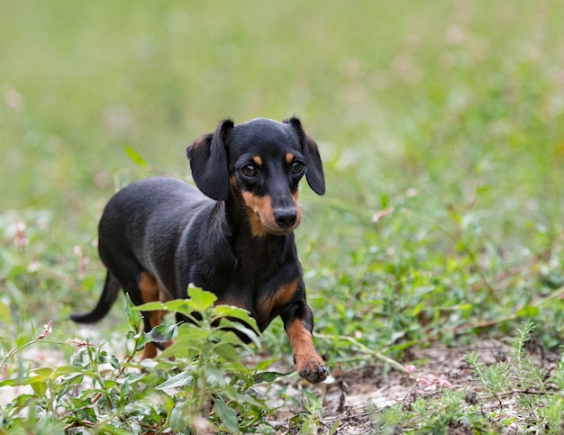 Black and tan Dachshund walking in the nature