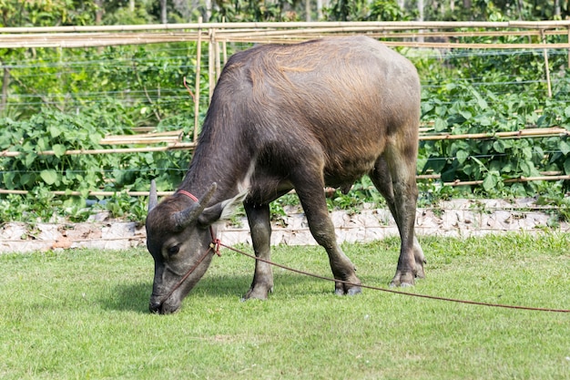 black thai buffalo in the grass field