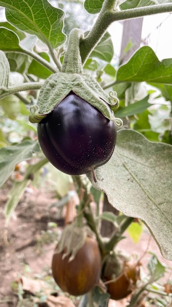 Black tomatoes grow on branch in vegetable garden