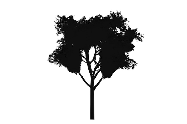 Photo black tree silhouette