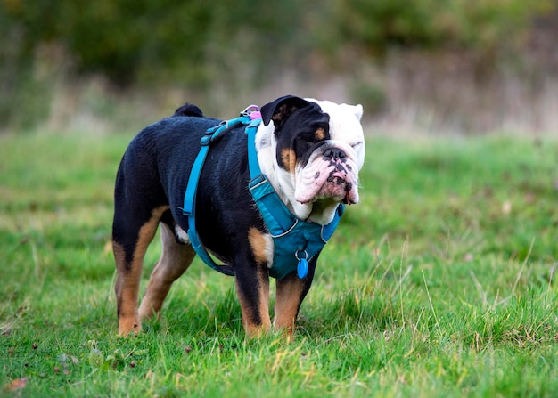 Black tricolor english british bulldog in blue harness running on the green grass on sunny warm  day