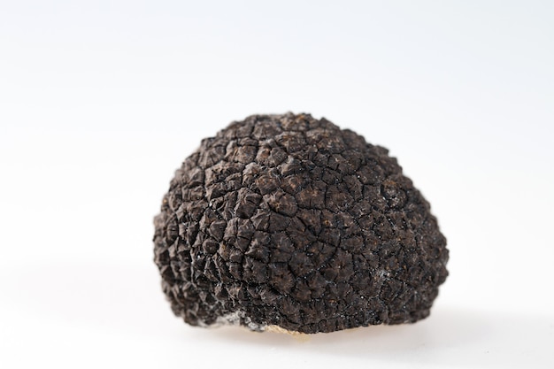 Black truffles isolated on white.