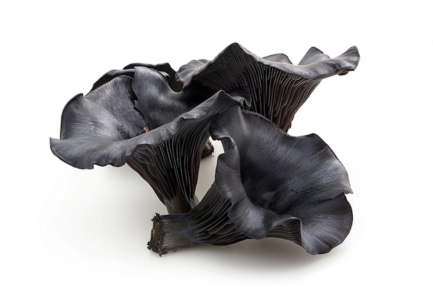 Black Trumpet Mushroom isolated on white