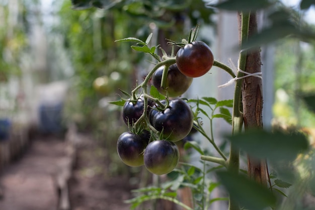 Black variety of tomatoes in the garden