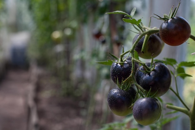 Black variety of tomatoes in the garden