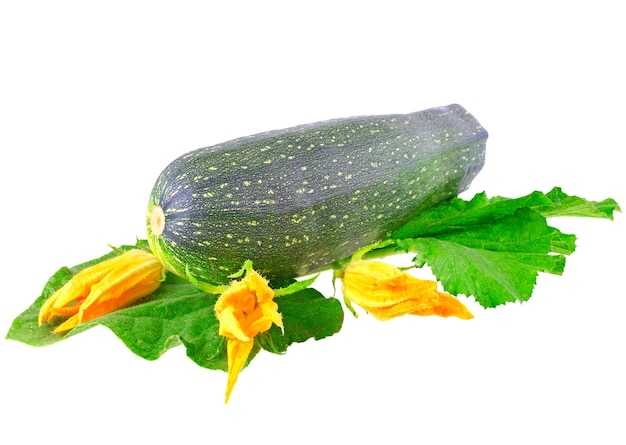 Black  vegetable  marrow with green foliage and yellow blossom on white background. Isolated over white