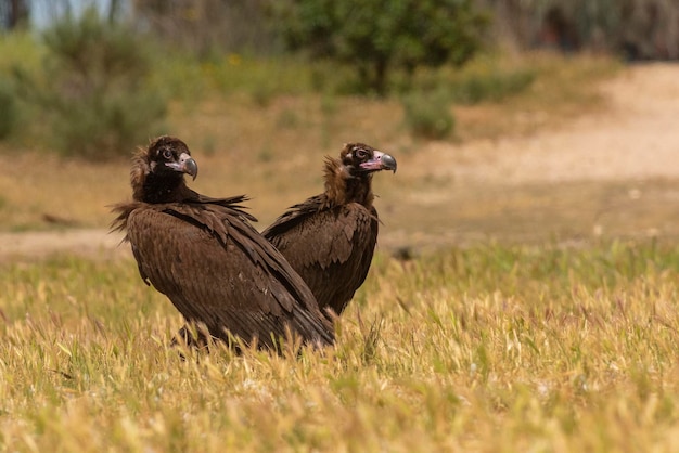 Photo black vulture aegypius monachus salamanca spain