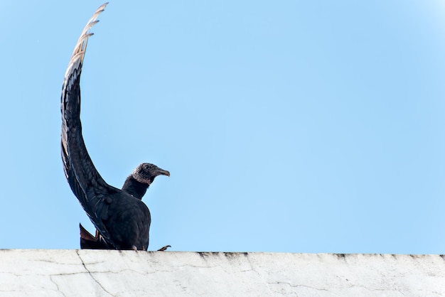 Black vulture bird on top of building blue sky in the background