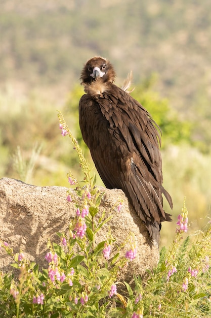 Black vulture in a Mediterranean mountain forest with the first light of a spring day