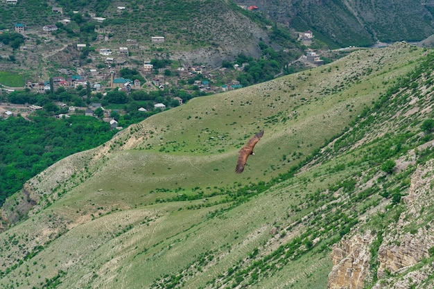 Black vulture soars over a mountainous area in Dagestan