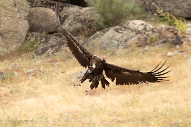 Black vultures flying in a mountainous Mediterranean area with the first light of the da