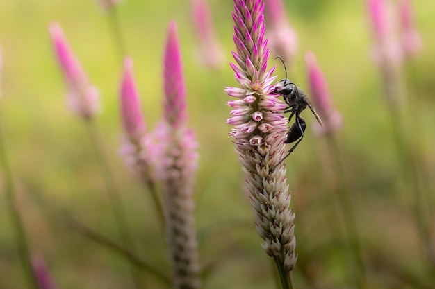 black wasp on grass flowers