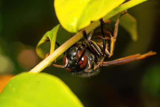 black wasp insect close up macro premium photo