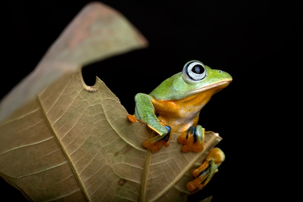 Black webbed tree frog among dry leaves