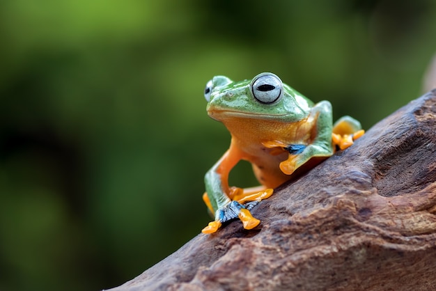 Black-webbed tree frog on a tree trunk