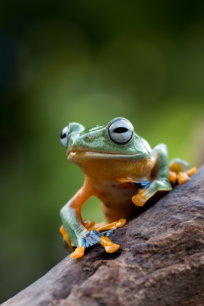 Black-webbed tree frog on a tree trunk