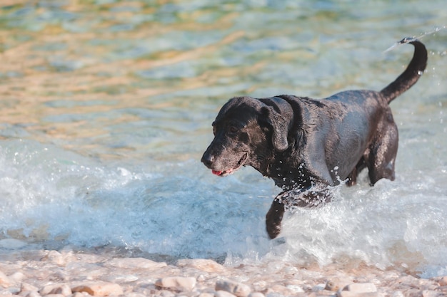 Black wet labrador dog at rocky sea beach summer time