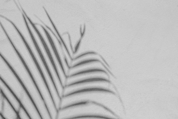 Black and White abstract background texture of shadows leaf on a concrete wall