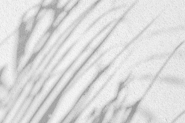 Black and White abstract background texture of shadows leaf on a concrete wall