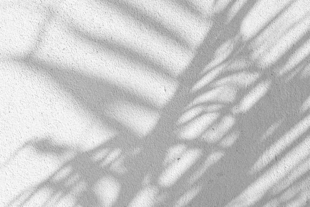 Black and White abstract background texture of shadows leaf on a concrete wall