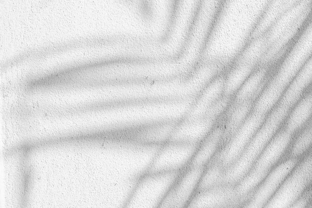 Black and White abstract background texture of shadows leaf on a concrete wall