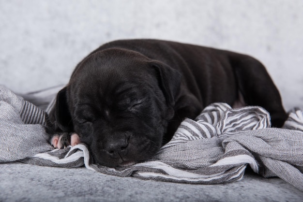 Black and white American Staffordshire Terrier dog or AmStaff puppy on gray background